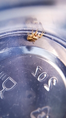 Pelegrina flavipes