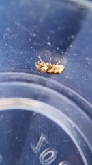 Pelegrina flavipes