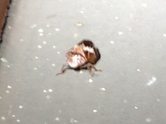 Clastoptera octonotata