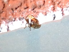 Clastoptera octonotata