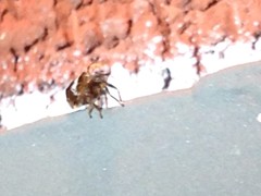 Clastoptera octonotata