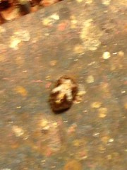 Clastoptera octonotata