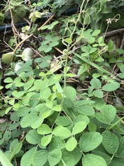 Cajanus scarabaeoides