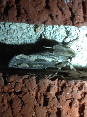 Acrolophus popeanella