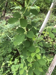 Cajanus scarabaeoides