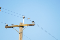 Mimus polyglottos