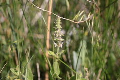 Stachys stebbinsii