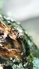 Pelegrina flavipes