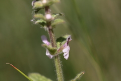 Stachys stebbinsii