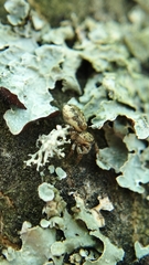Pelegrina flavipes