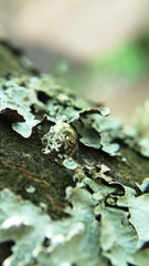 Pelegrina flavipes
