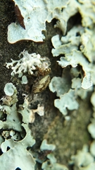 Pelegrina flavipes