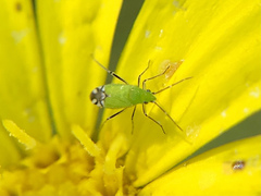 Macrotylus amoenus
