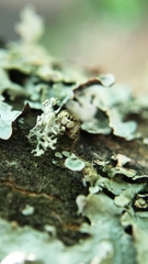 Pelegrina flavipes