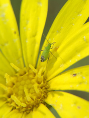 Macrotylus amoenus