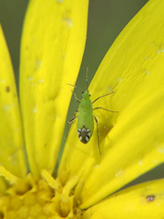 Macrotylus amoenus