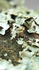 Pelegrina flavipes