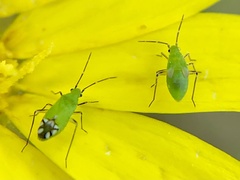Macrotylus amoenus