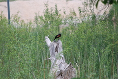 Agelaius phoeniceus