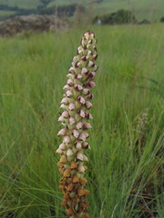 Disa versicolor