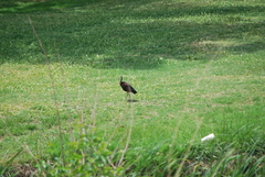 Plegadis chihi