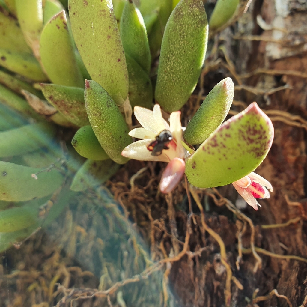 Smooth Tongue Orchid