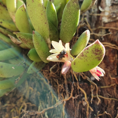 Smooth Tongue Orchid (Dendrobium rigidum)