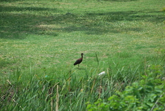 Plegadis chihi