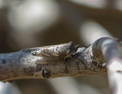 Platypedia laticapitata