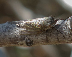 Platypedia laticapitata