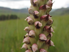 Disa versicolor