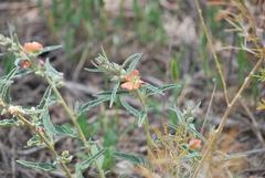 Sphaeralcea angustifolia
