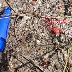 Utricularia caerulea