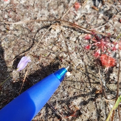 Utricularia caerulea