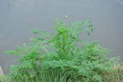Conium maculatum