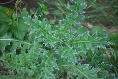 Carduus nutans