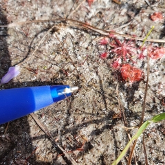 Utricularia caerulea