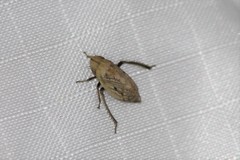 Prairiana