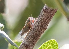 Platypedia laticapitata