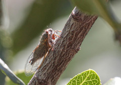 Platypedia laticapitata