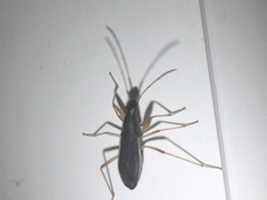 Cnemodus mavortius
