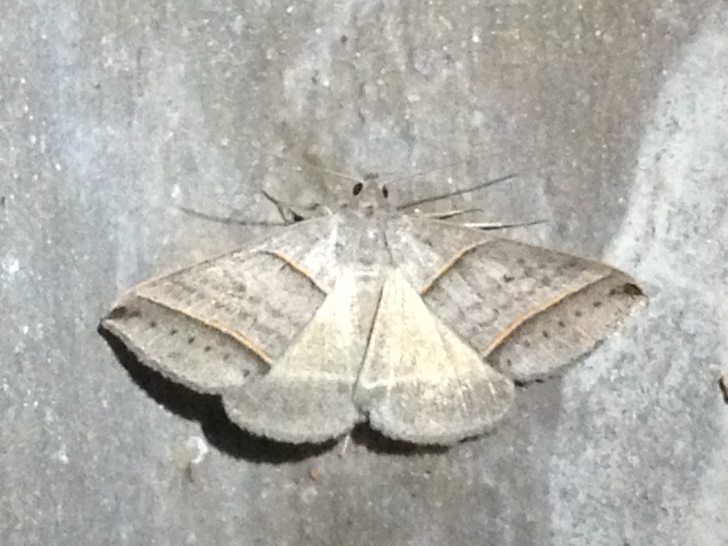Black-tipped Ptichodis Moth