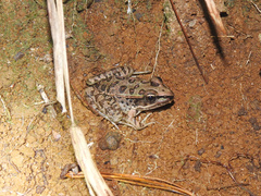 Lithobates lenca