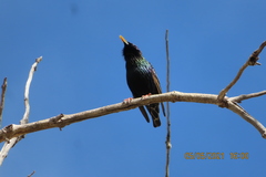 Sturnus vulgaris
