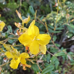 Labichea buettneriana