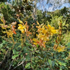 Labichea buettneriana