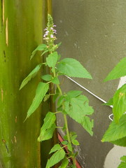Teucrium vesicarium