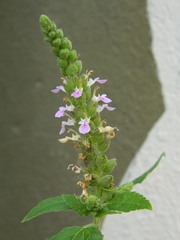 Teucrium vesicarium