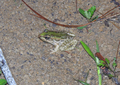 Lithobates lenca
