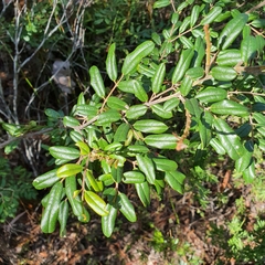 Labichea buettneriana